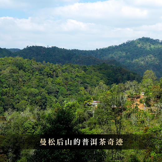 【古寨秘境九星级】2018年头春头采古寨春独享资源片区仅四棵高杆古树荒放20年品质空前拍5发7 商品图8