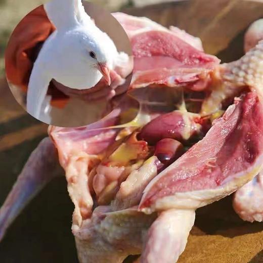 旺鲜汪临泉县单桥镇张老村生态放养乳鸽现杀冰鲜乳鸽2只装 商品图2