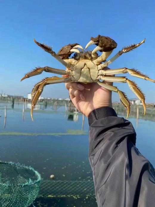 <有书独家>阳澄湖大闸蟹纯湖蟹 商品图12