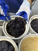 古法玉灵膏 72小时蒸制 漳州本地桂圆肉+长白山人参 西洋参 不添加蔗糖 不易上火 250克 商品缩略图5
