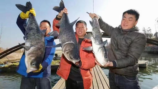 【顺丰包邮到家｜密云水库野生有机鱼，每日新鲜打捞 ，水库鱼全部来自首都水源地，肉质鲜嫩、营养丰富、纯野生无土腥味、无污染而闻名。 商品图2