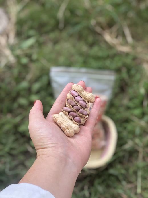 【闽西特产龙岩红衣湿烤花生】口感香、酥、脆、粒大肉满~嘎嘎😋好吃-HSXM 商品图1