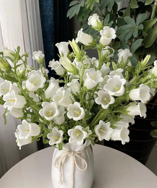 【感恩 温柔的爱】风铃花  多色可选  若干枝/扎 商品图7