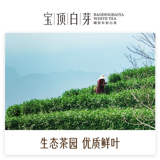 宝顶白芽峨眉高山白茶2020年紧压寿眉经典礼盒120g 商品图4