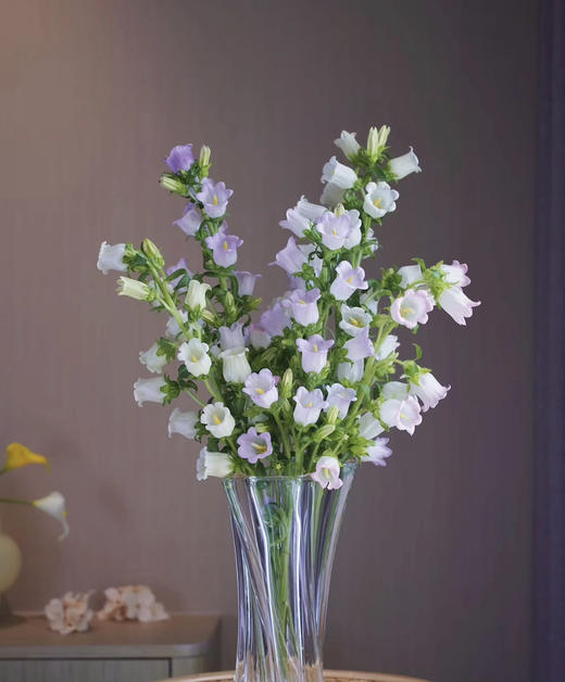 【感恩 温柔的爱】风铃花  多色可选  若干枝/扎 商品图11