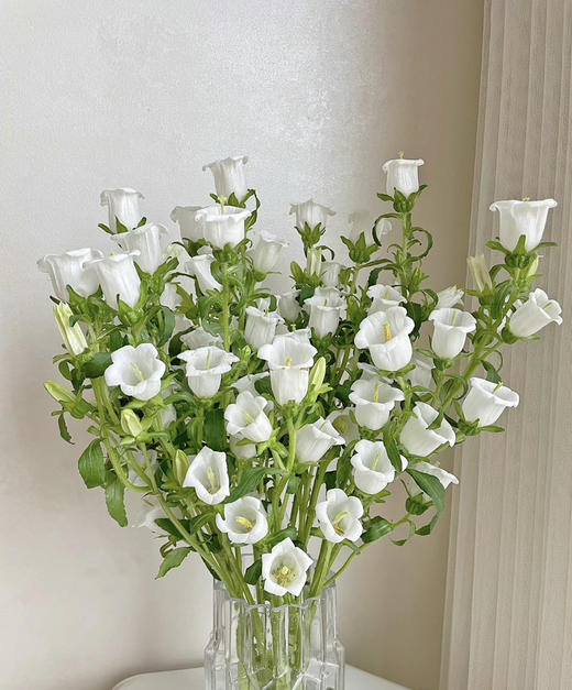 【感恩 温柔的爱】风铃花  多色可选  若干枝/扎 商品图5