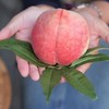 【丽江雪桃】顺丰空运到家 个大饱满 肉质紧致 肉厚香甜 脆甜爽口 色彩鲜艳 均匀漂亮 4种规格任选 商品缩略图5