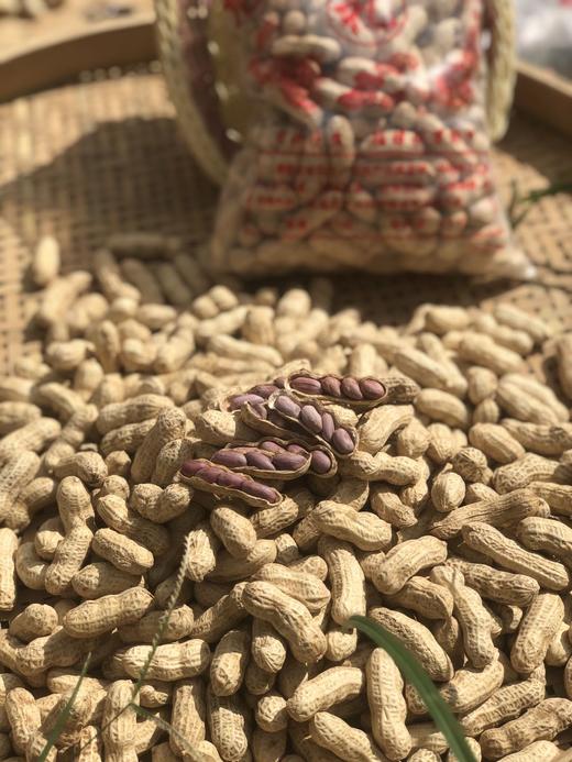 【闽西特产龙岩红衣湿烤花生】口感香、酥、脆、粒大肉满~嘎嘎😋好吃-HSXM 商品图5