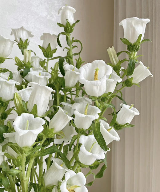 【感恩 温柔的爱】风铃花  多色可选  若干枝/扎 商品图4