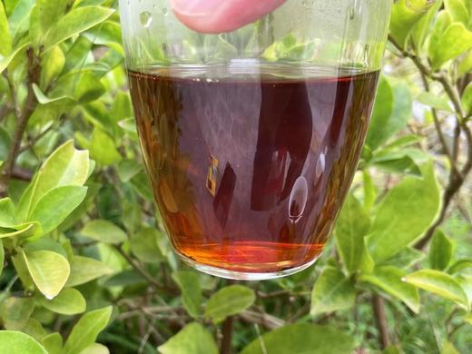 2019年 纯干仓 金芽老茶头 布朗山大树茶 250克/份  500克/份 商品图3