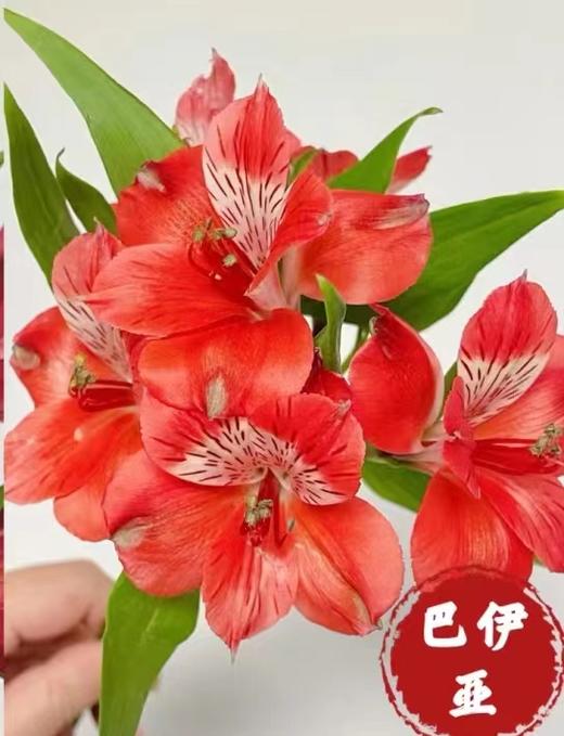 配花 | 六出花巴伊亚 商品图0