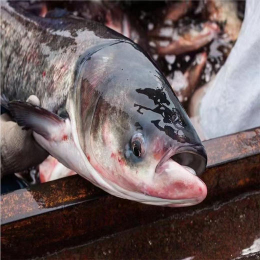 【顺丰包邮到家｜密云水库野生有机鱼，每日新鲜打捞 ，水库鱼全部来自首都水源地，肉质鲜嫩、营养丰富、纯野生无土腥味、无污染而闻名。 商品图0