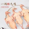 旺鲜汪临泉县单桥镇张老村生态放养乳鸽现杀冰鲜乳鸽2只装 商品缩略图4
