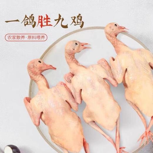 旺鲜汪临泉县单桥镇张老村生态放养乳鸽现杀冰鲜乳鸽2只装 商品图4