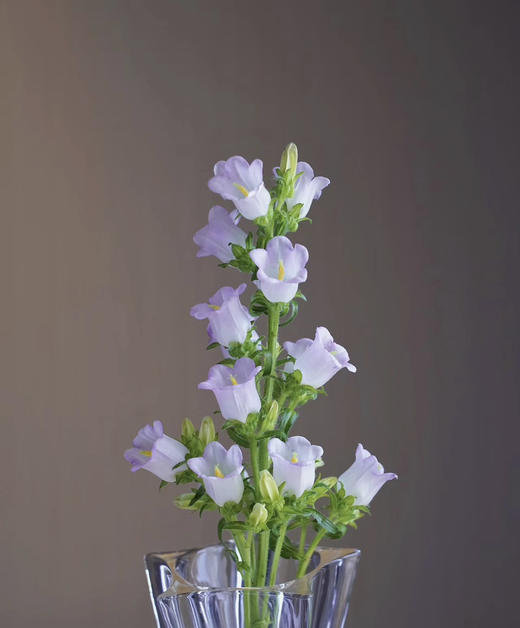 【感恩 温柔的爱】风铃花  多色可选  若干枝/扎 商品图10