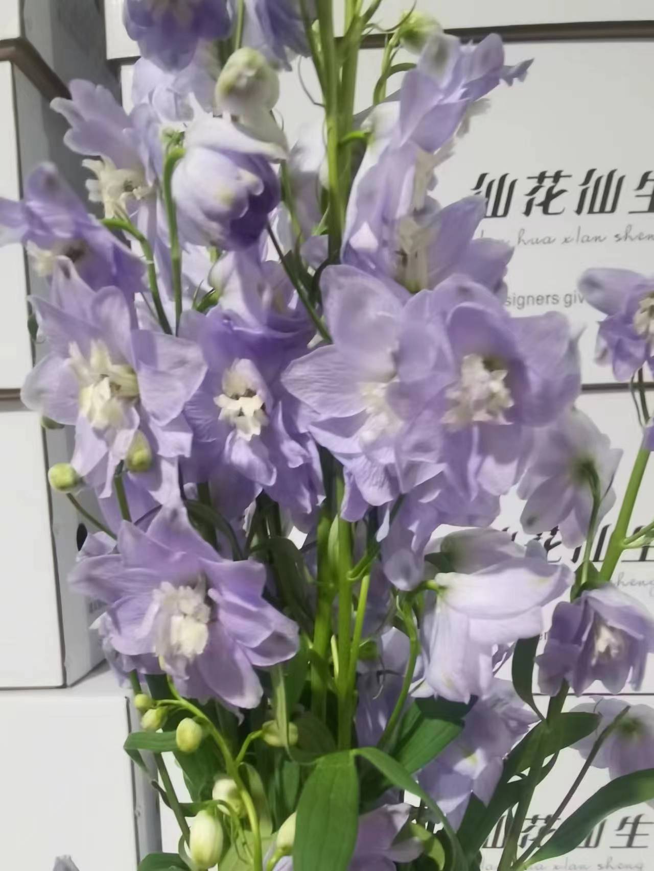 配花 | 大飞燕浅紫