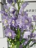 配花 | 大飞燕浅紫 商品缩略图0