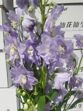 配花 | 大飞燕浅紫