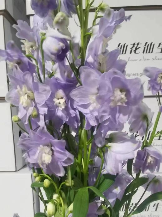 配花 | 大飞燕浅紫 商品图0