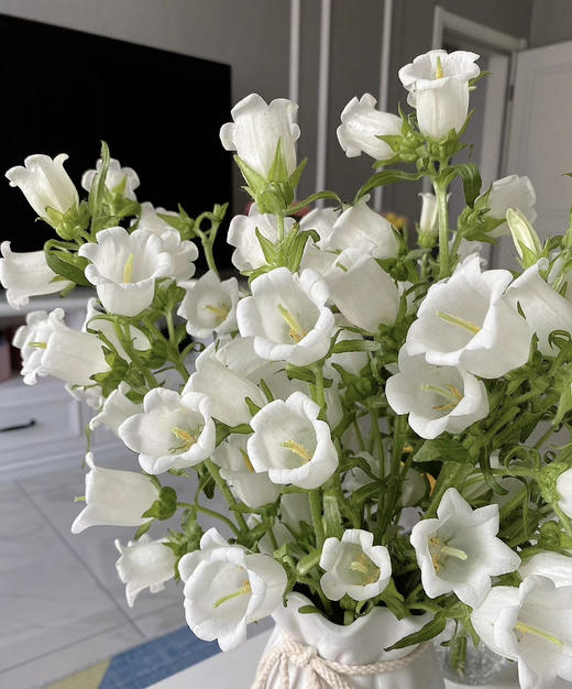 【感恩 温柔的爱】风铃花  多色可选  若干枝/扎 商品图6