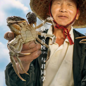 阳澄湖牌出口级有机大闸蟹蟹卡
