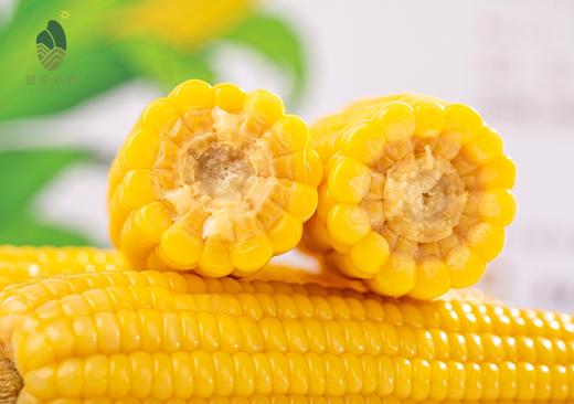 田里有草【甜糯玉米】高端绿色！爆浆爽口 鲜嫩丝滑 集色香甜糯于一身 饱腹感超强 一穗抗半天！ 商品图0