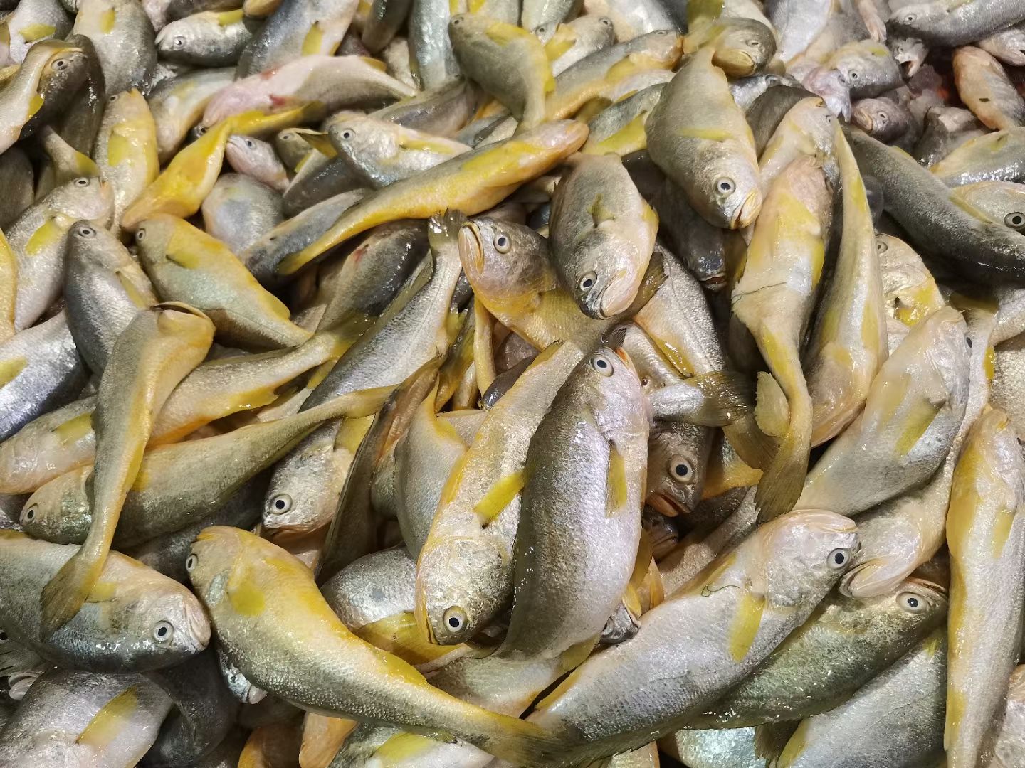 鲜嫩小黄鱼4条装550克/包