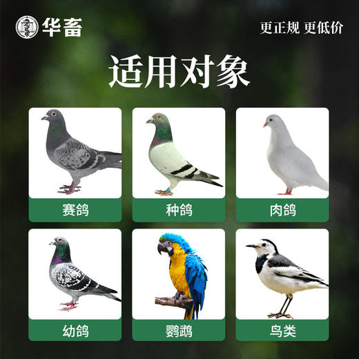 华畜 鸽子保健沙4斤装  高钙鸟食 增进食欲 强化骨骼 帮助鸟儿消化 适合多种鸟类 商品图3