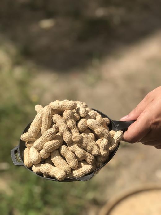 【闽西特产龙岩红衣湿烤花生】口感香、酥、脆、粒大肉满~嘎嘎😋好吃-HSXM 商品图6