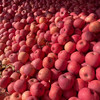甄源|陕西洛川红富士苹果脆甜多汁5斤9斤中果大果 商品缩略图10