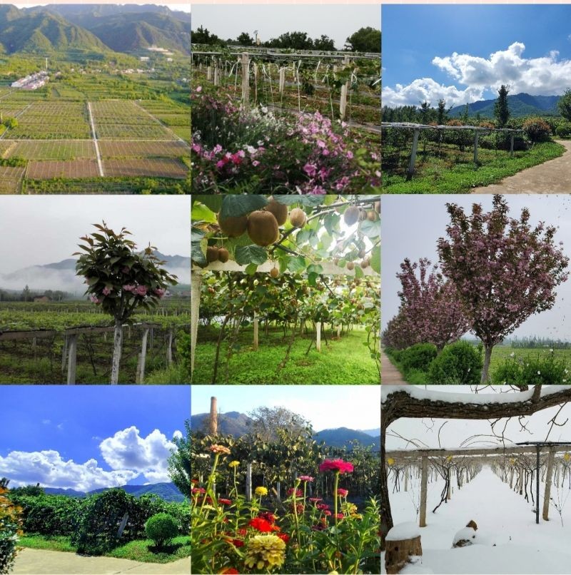 images