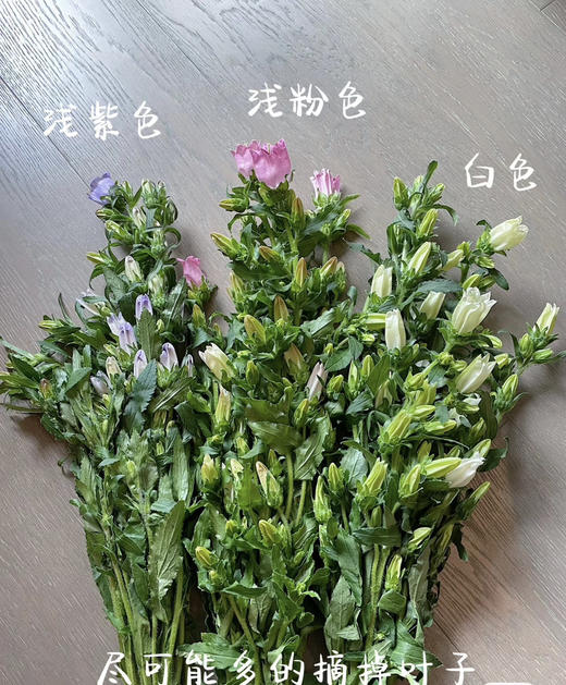 【感恩 温柔的爱】风铃花  多色可选  若干枝/扎 商品图12