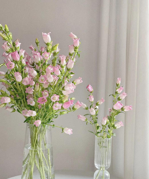 【感恩 温柔的爱】风铃花  多色可选  若干枝/扎 商品图9