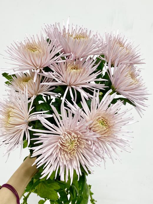 小菊 | 单头烟花菊粉色 商品图0