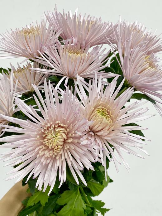 小菊 | 单头烟花菊粉色 商品图1