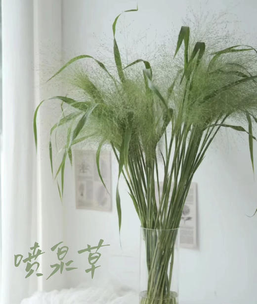 【爱如呼吸】喷泉草 约 10支/扎 商品图0