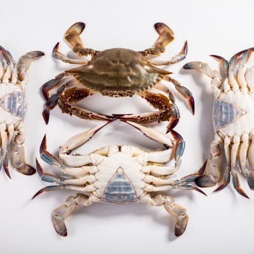 【蛇舞新春】至鲜甄选礼盒（会员专享👑） 商品图11