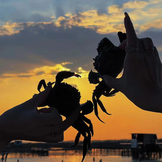 蟹卡 | 阳澄湖大闸蟹| 公4两4只/母2.8两4只|礼券 商品图7