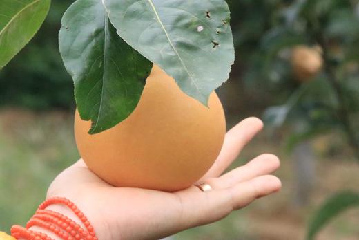 特价秒杀！【秋月梨】细腻宛如秋水！肉白堪比秋月 来自北纬37度的甜 每一颗都是“百梨挑一” 商品图2