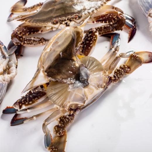 积分兑换丨至鲜小娘蟹（三角蟹）460g/4只*2份   小巧精致  只只带黄 商品图2