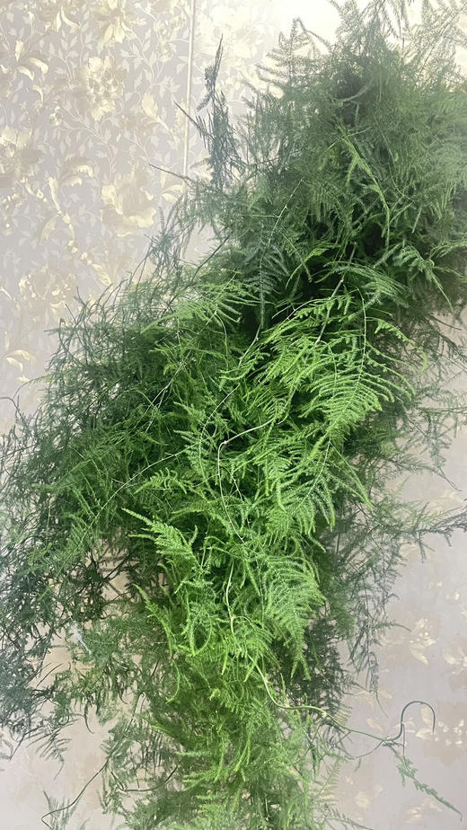 【飘逸灵动之美】文竹 若干枝/扎 商品图8