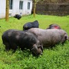 临泉农家散养猪排骨黑猪土猪肉满肉排骨 商品缩略图1