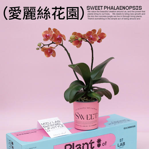 SWEET花治水培蝴蝶兰-懒人植物-中通快递发出 商品图4