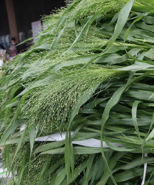 【爱如呼吸】喷泉草 约 10支/扎 商品图9