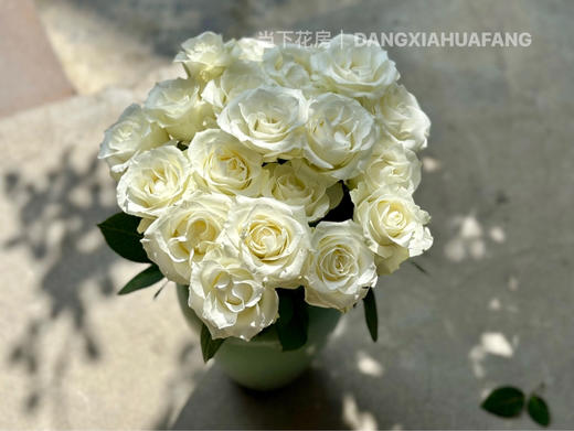 【AB级骄傲玫瑰.第二件减10元】10支/份 长约60-65cm 商品图12