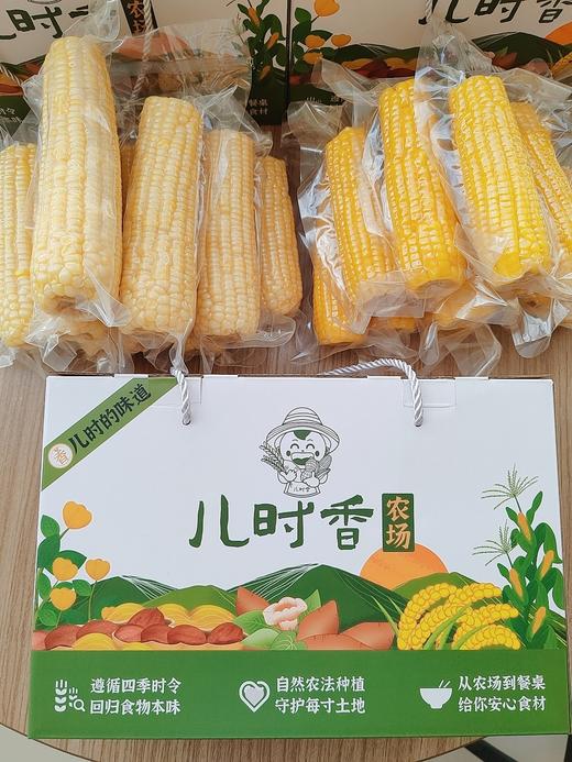 23年新玉米 鲜食糯玉米8根/盒 礼盒 商品图2