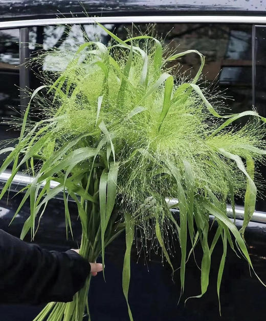 【爱如呼吸】喷泉草 约 10支/扎 商品图11