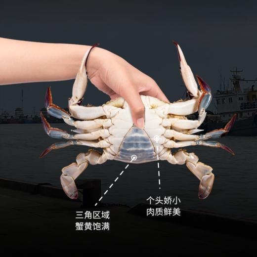积分兑换丨至鲜小娘蟹（三角蟹）460g/4只*2份   小巧精致  只只带黄 商品图1