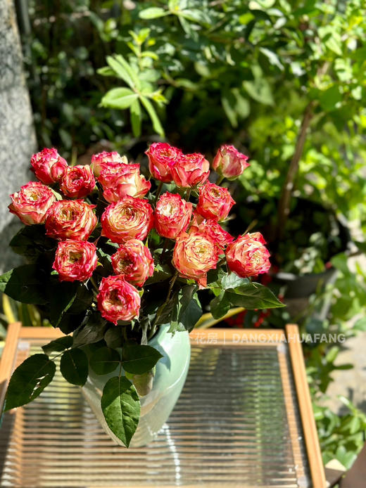 【AB级苹果杰克玫瑰.第二份减10元】10支/份 长约60-65cm 商品图6