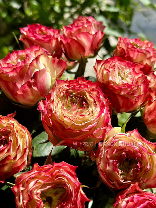 【AB级苹果杰克玫瑰.第二份减10元】10支/份 长约60-65cm 商品图10